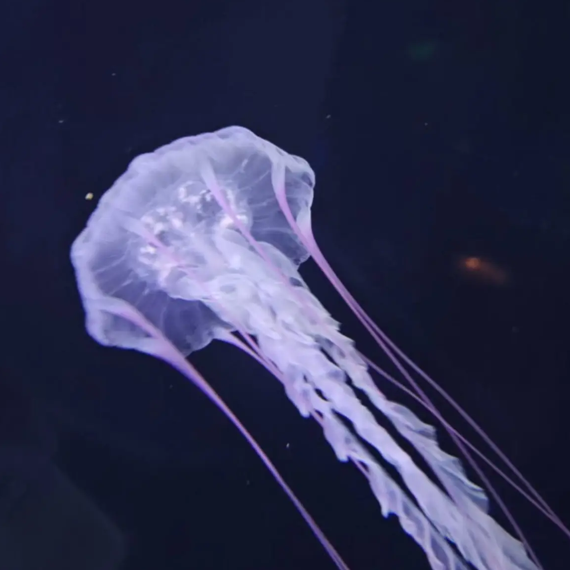 Portrait of Arnav Panigrahi